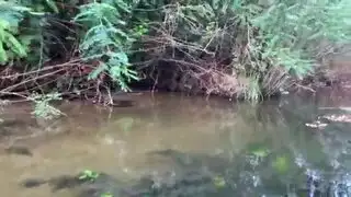 محب الصدور الكبيرة ينال فعل إباحي صريح