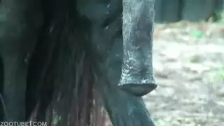 سكس حصان مع مرة