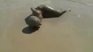 نكها ياابن المتناكه
