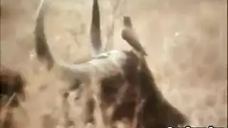 ممثلة إباحية سمراء تتعرض لقذف شرجي