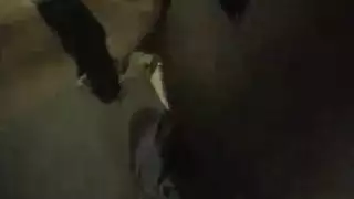 جلسة شرجية قاسية مع فتاة سنغالية مثيرة تنتهي بقذف هائل على الوجه