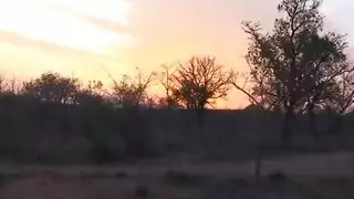 فحول أفارقة يتناوبون في نيك جماعي متوحش بالغابة