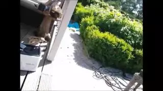 سكس تبت تتناك من كلب