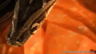 نيكوطفلة قلصر