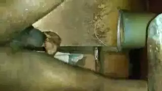 حركة إباحية بين الأخوة غير الأشقاء: استكشاف الفرج ومص الثدي