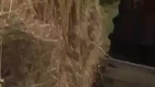 تحطيم قضيب عربي إباحي متطرف