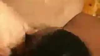 مشاركة سريري مع فحل وحبيبته