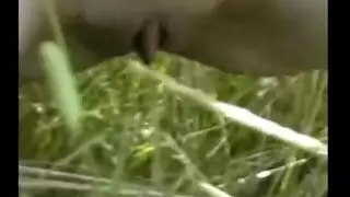 جنس شرجي ومهجي وحشي مع عاهرة فرنسية